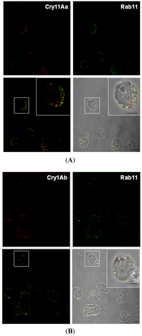 Toxins 06 00464 g005 200