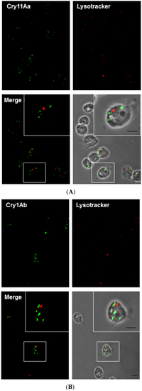 Toxins 06 00464 g006 200