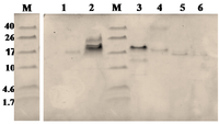 Toxins 06 00850 g007 200