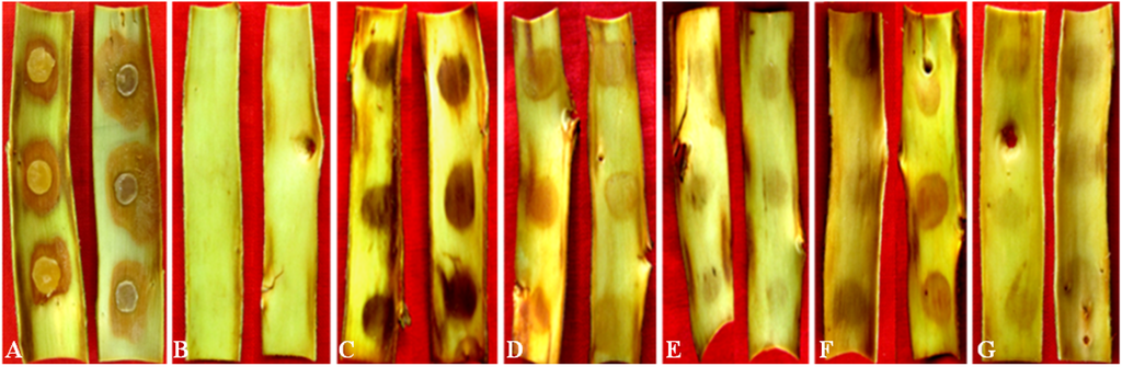 Toxins 06 01139 g004 1024