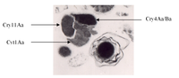 Toxins 06 01222 g001 200