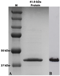 Toxins 06 01490 g002 200