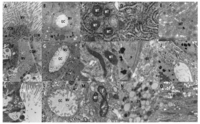 Toxins 06 01575 g003 200