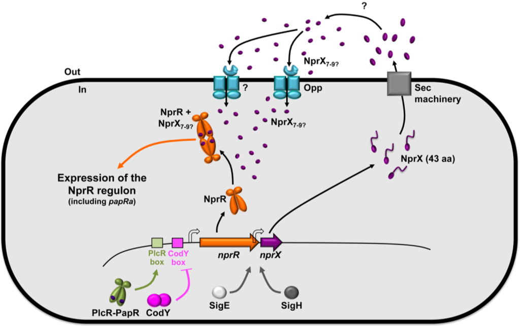 Toxins 06 02239 g003 1024