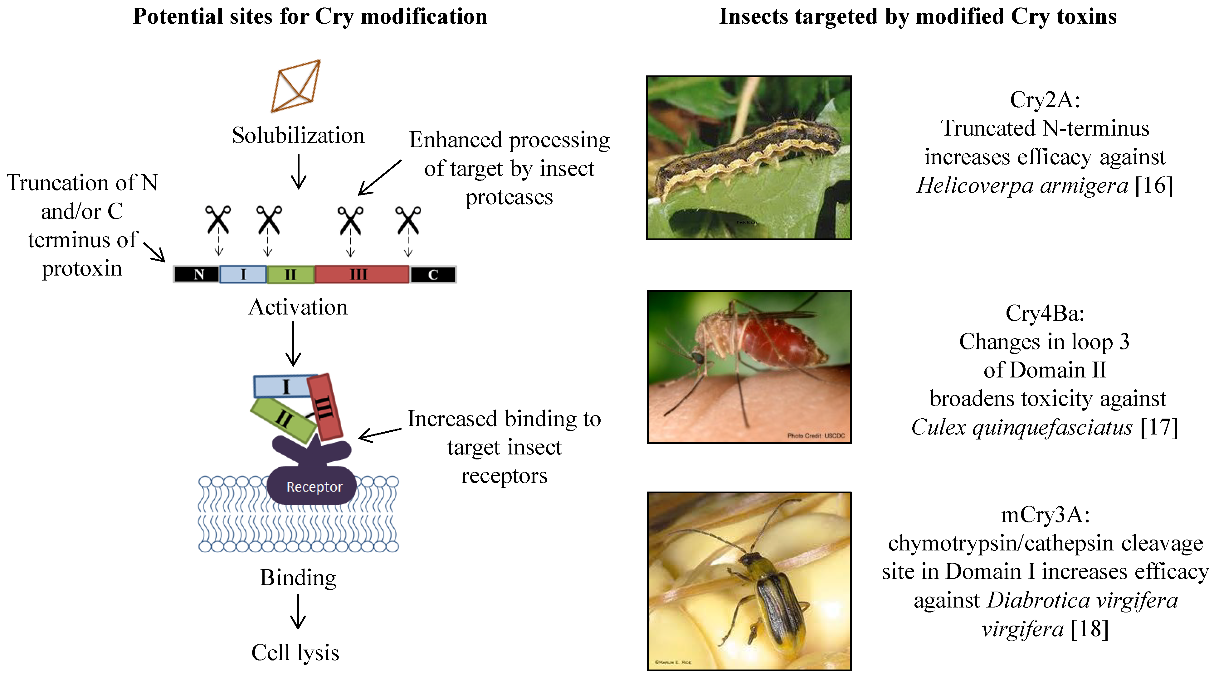 Toxins | Free Full-Text | Bt Toxin Modification for Enhanced Efficacy