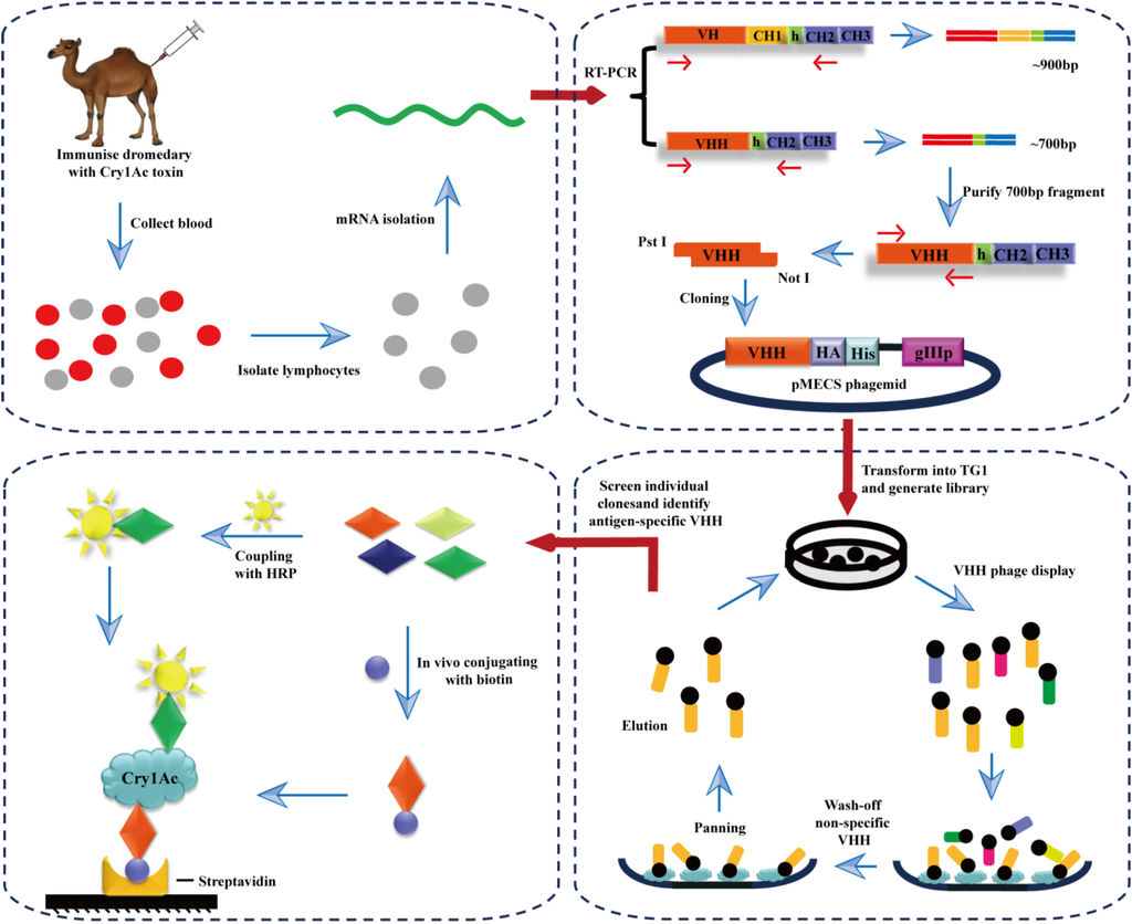 bacillus thuringiensis thesis bacillus thuringiensis thesis