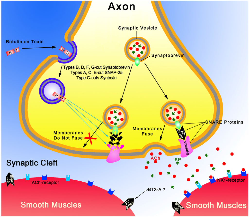 download b cell protocols