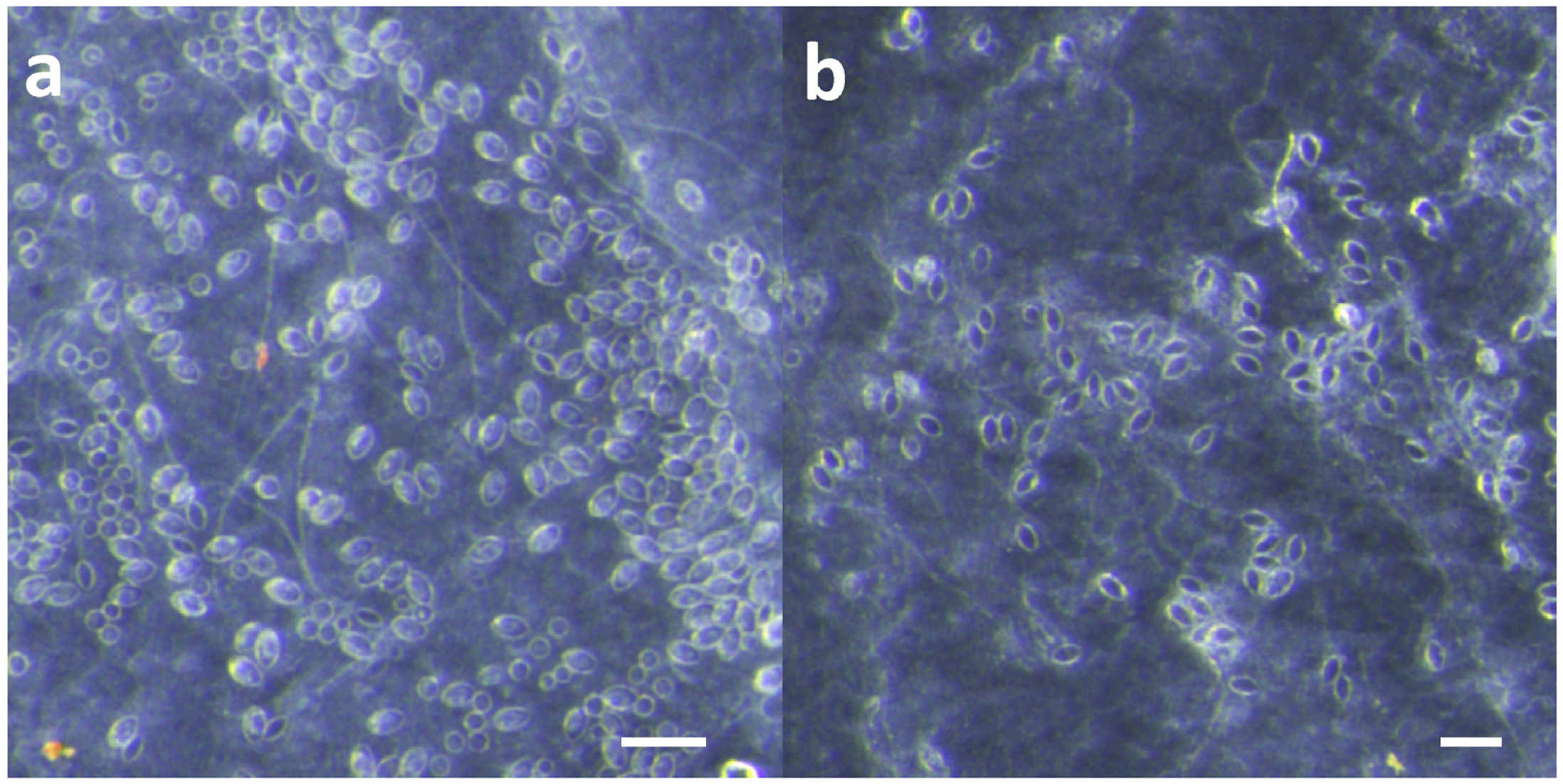 Toxins 09 00105 g001