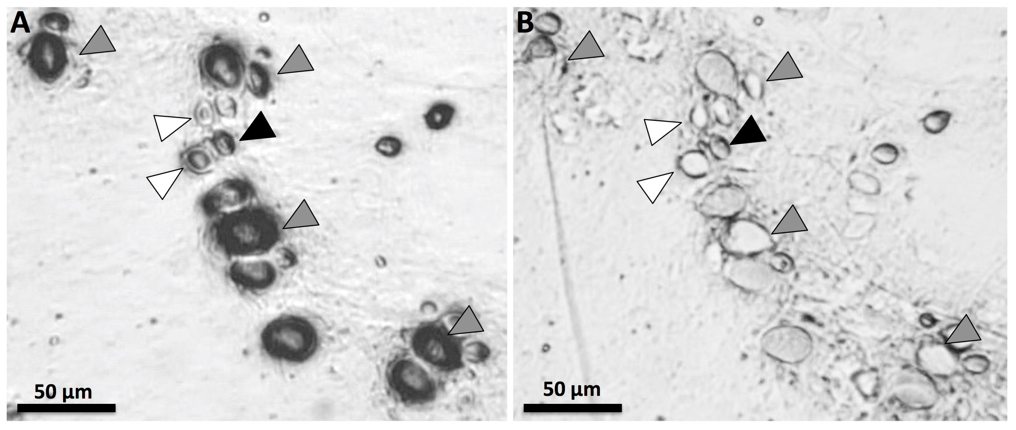 Toxins 09 00215 g003