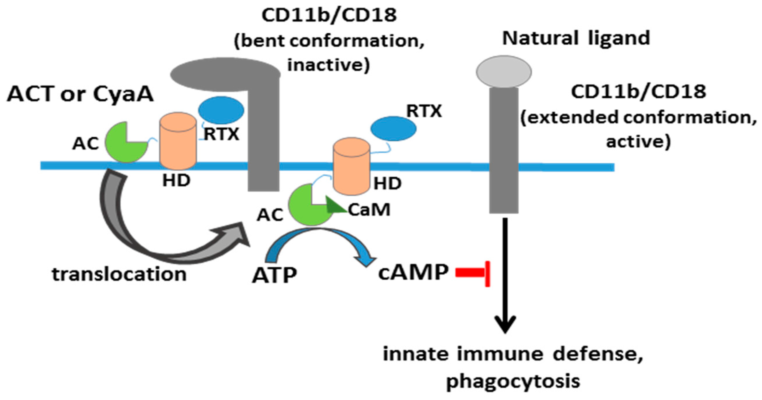 Toxins Free FullText Understanding the Mechanism of Translocation