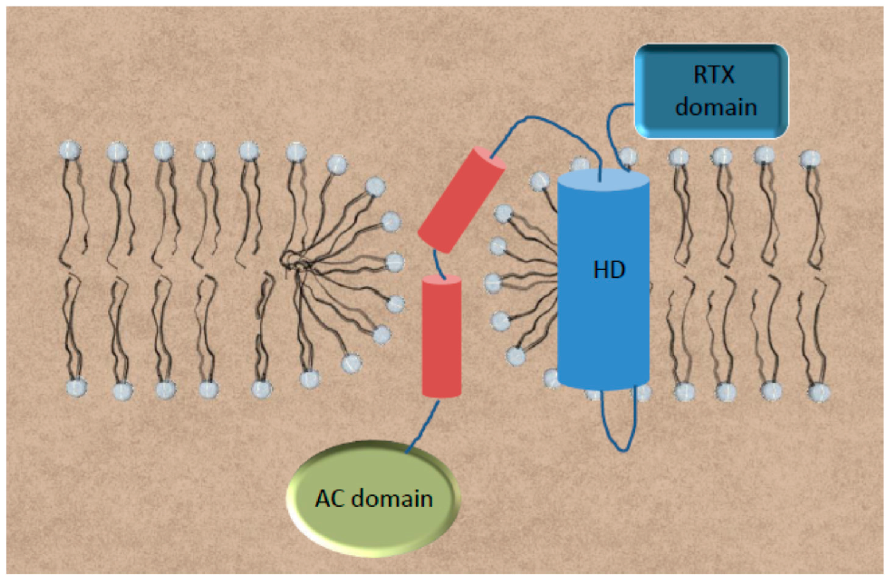 Toxins Free FullText Understanding the Mechanism of Translocation
