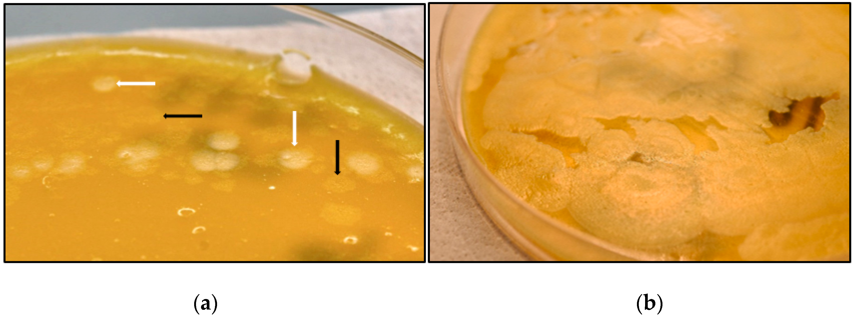 Toxins 10 00248 g001 Toxins 10 00248 g001