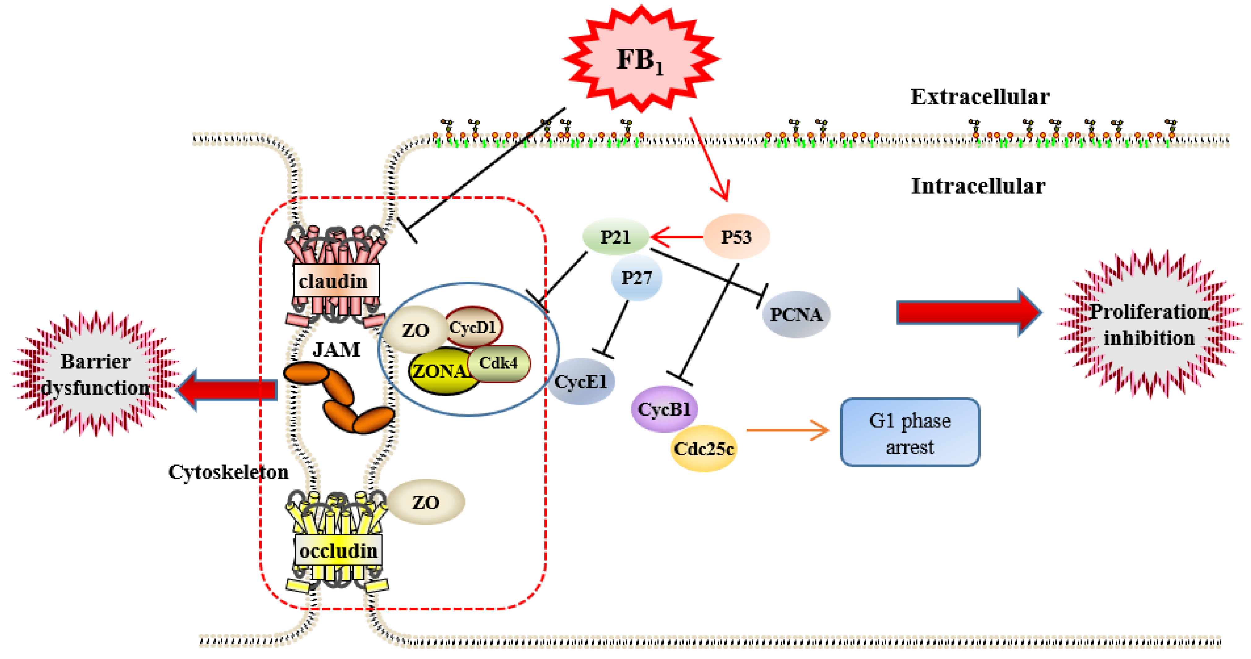 Toxins 13 00863 g005
