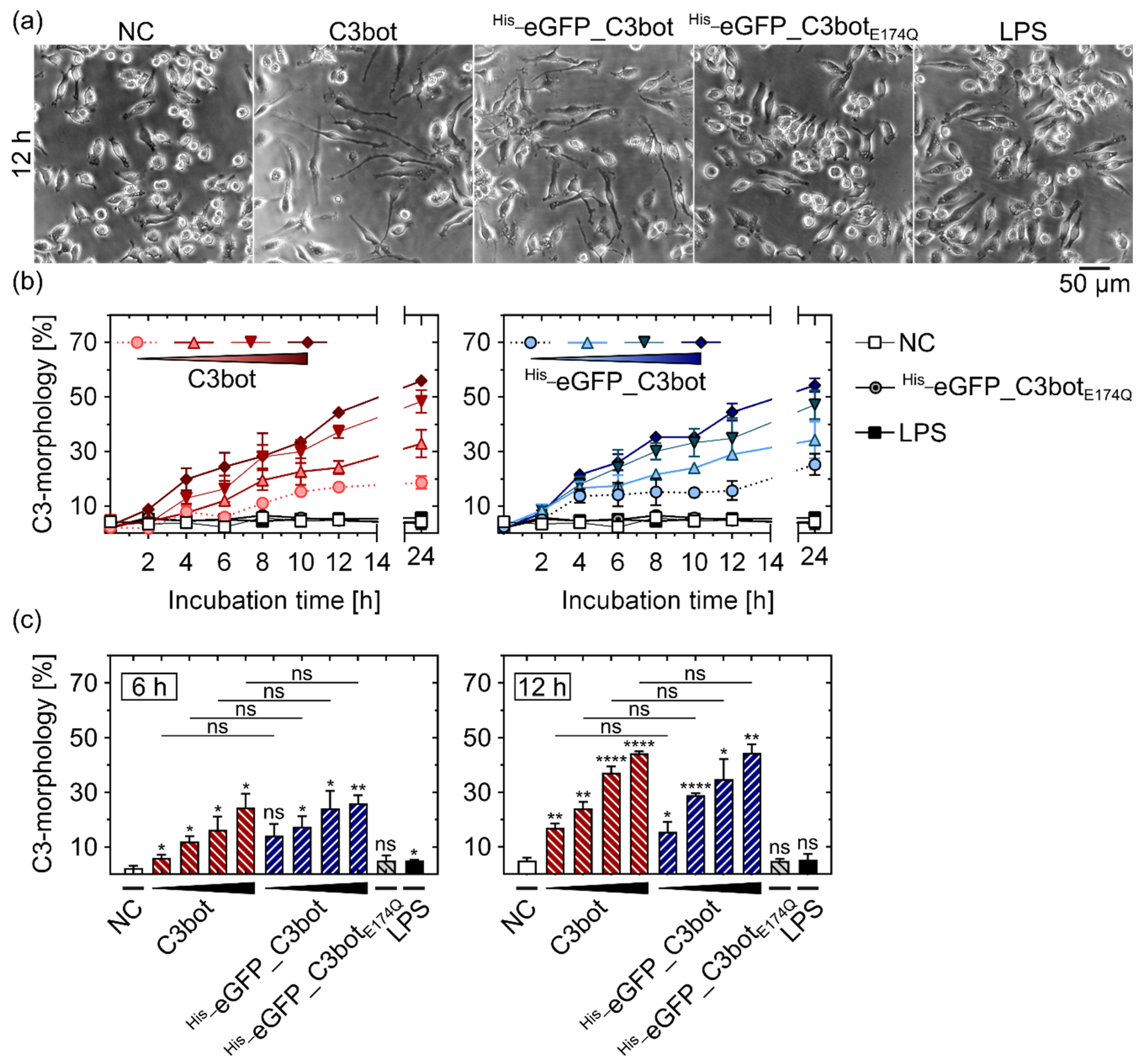 Toxins 14 00711 g003
