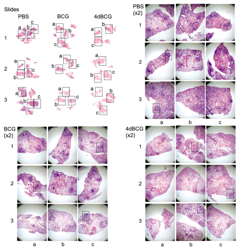 Vaccines 01 00034 g004