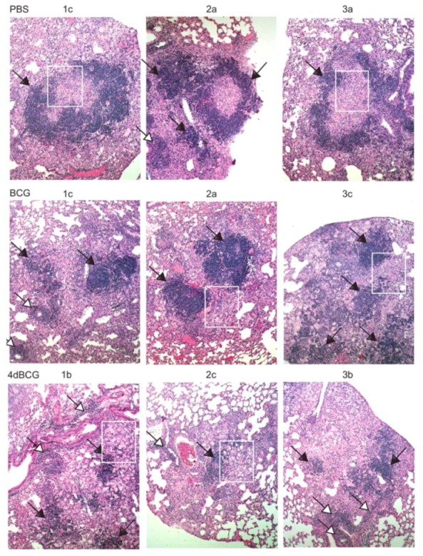 Vaccines 01 00034 g005