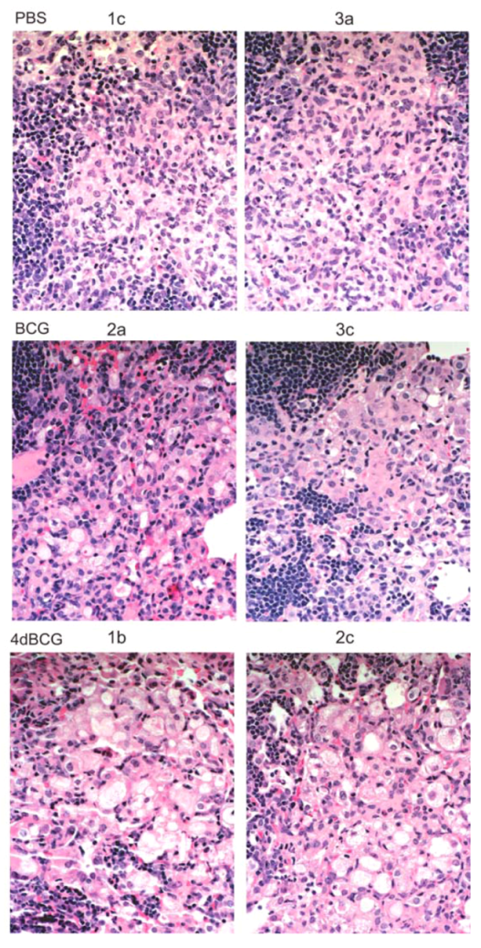 Vaccines 01 00034 g006