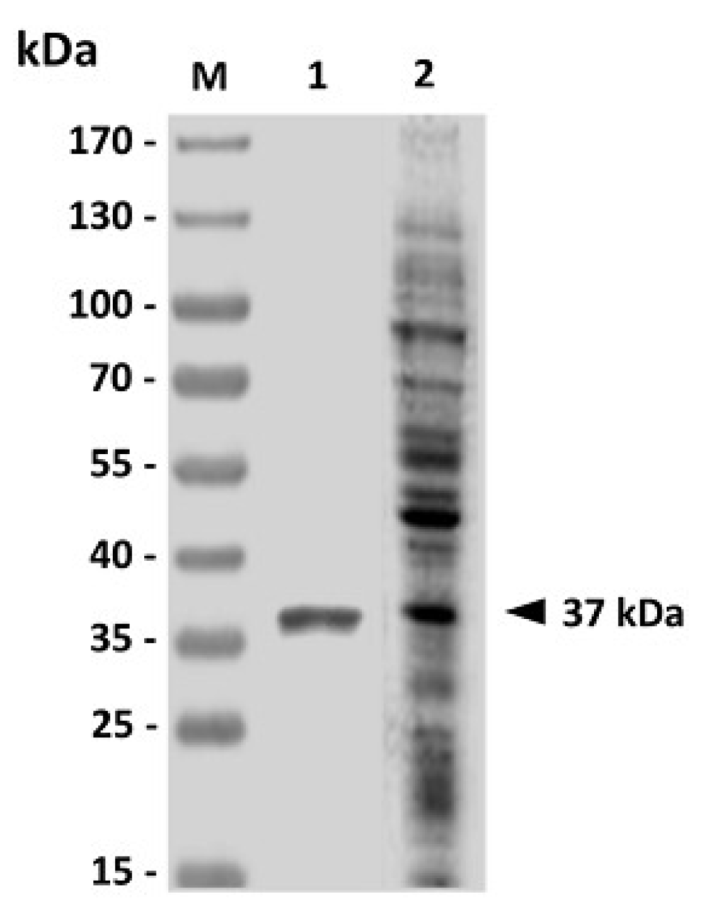 Vaccines 02 00380 g001 1024