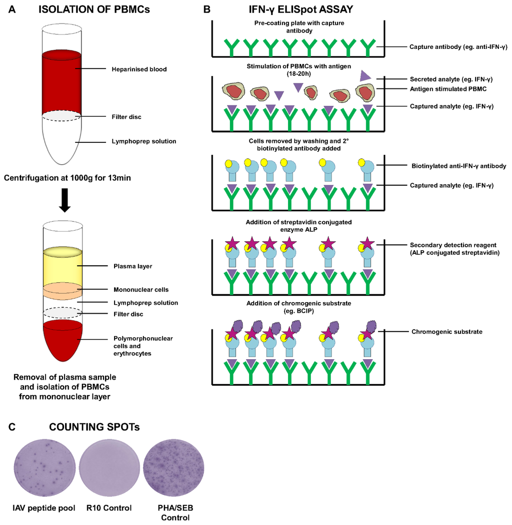 Vaccines | Free Full-Text | Measuring Cellular Immunity to Influenza