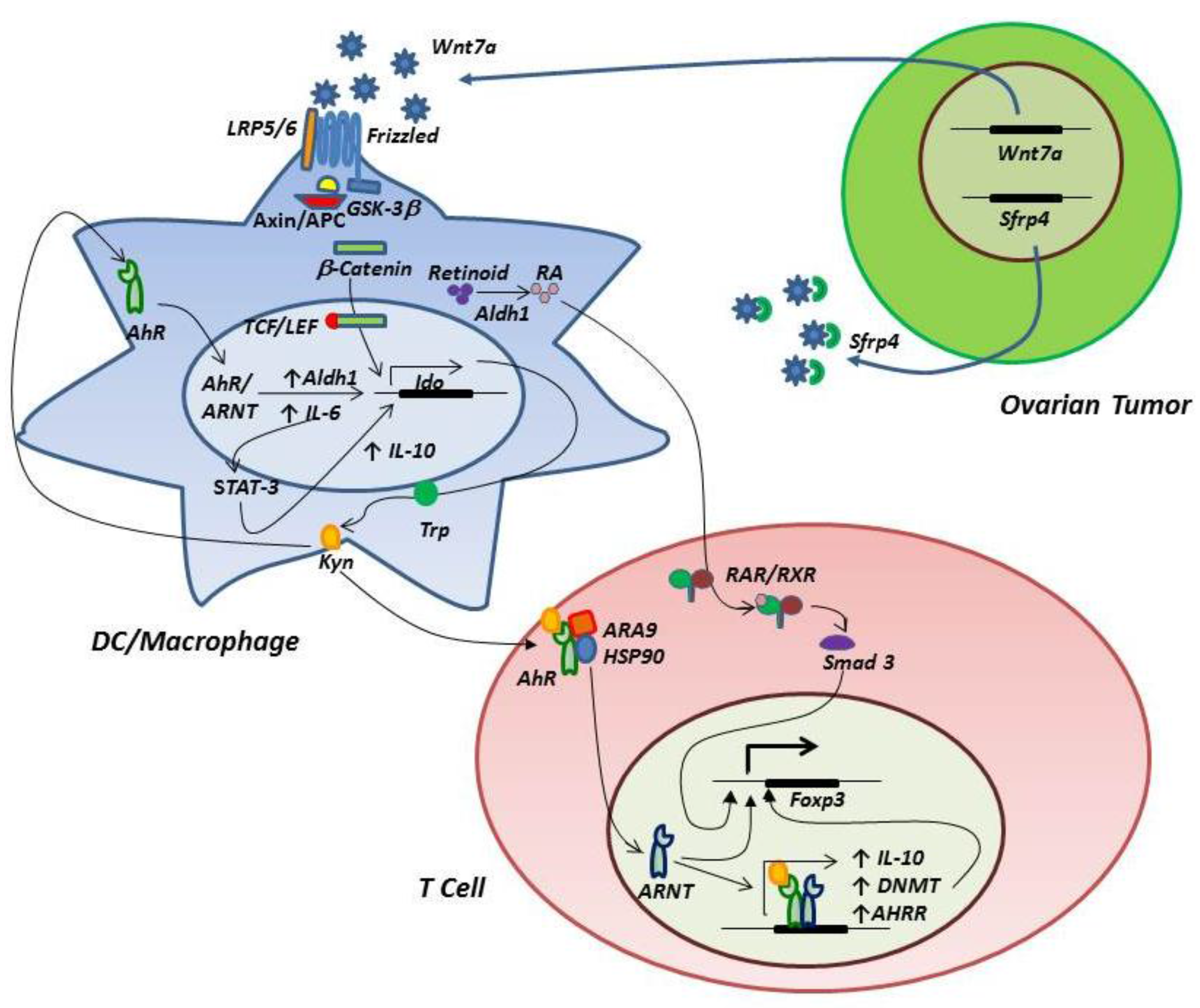 the smad pathway last Last class: a intracellular vesicle traffic 1 and smad signaling pathway protein kinase summary enzyme-linked receptor signaling summary 1 receptor types 2. the smad pathway last Last class: a intracellular vesicle traffic 1 and smad signaling pathway protein kinase summary enzyme-linked receptor signaling summary 1 receptor types 2.