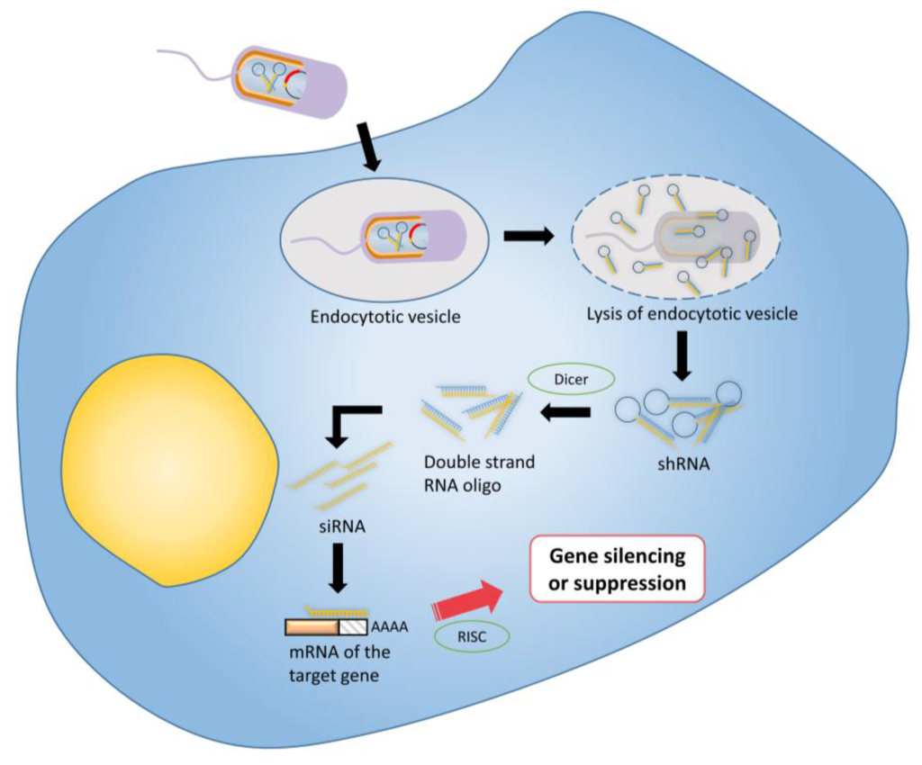 download eicosanoids in inflammatory