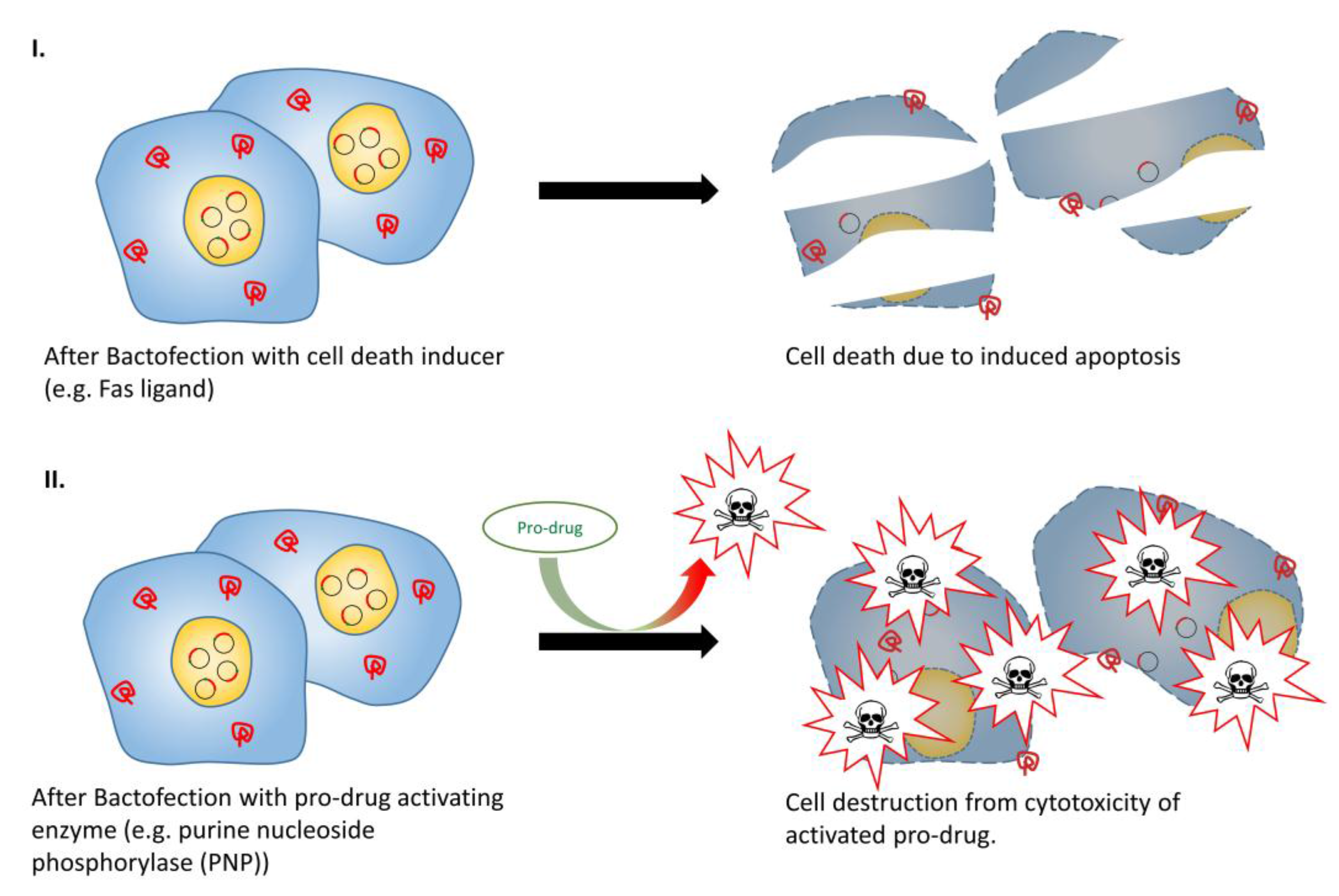 download cell and molecular biology