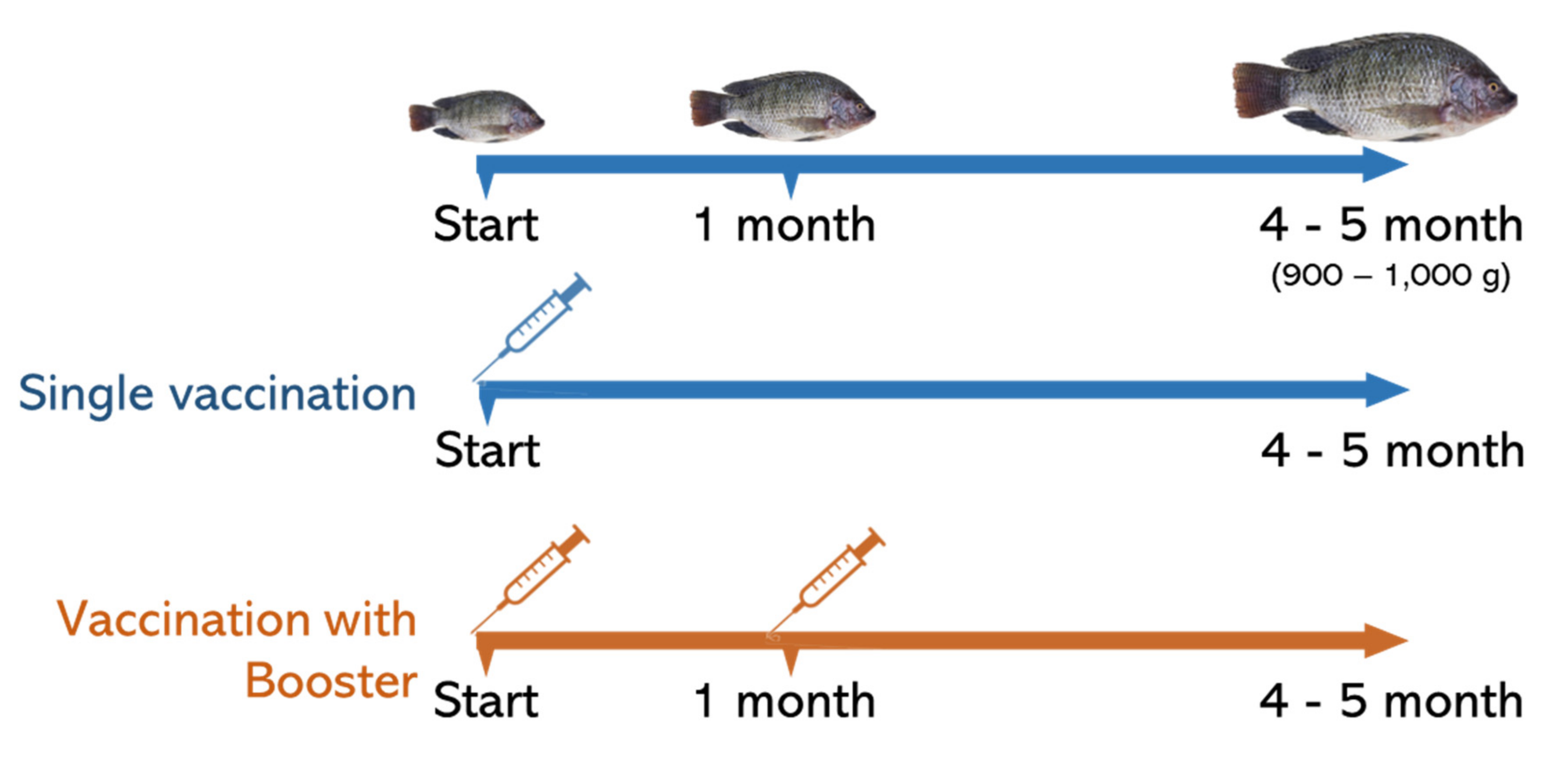 Vaccines 10 01625 g002