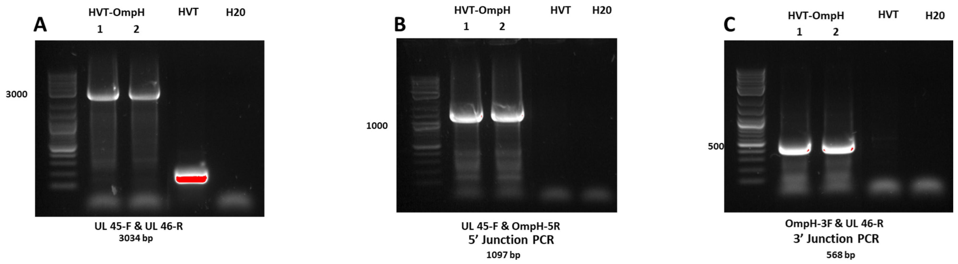Vaccines 11 01498 g002