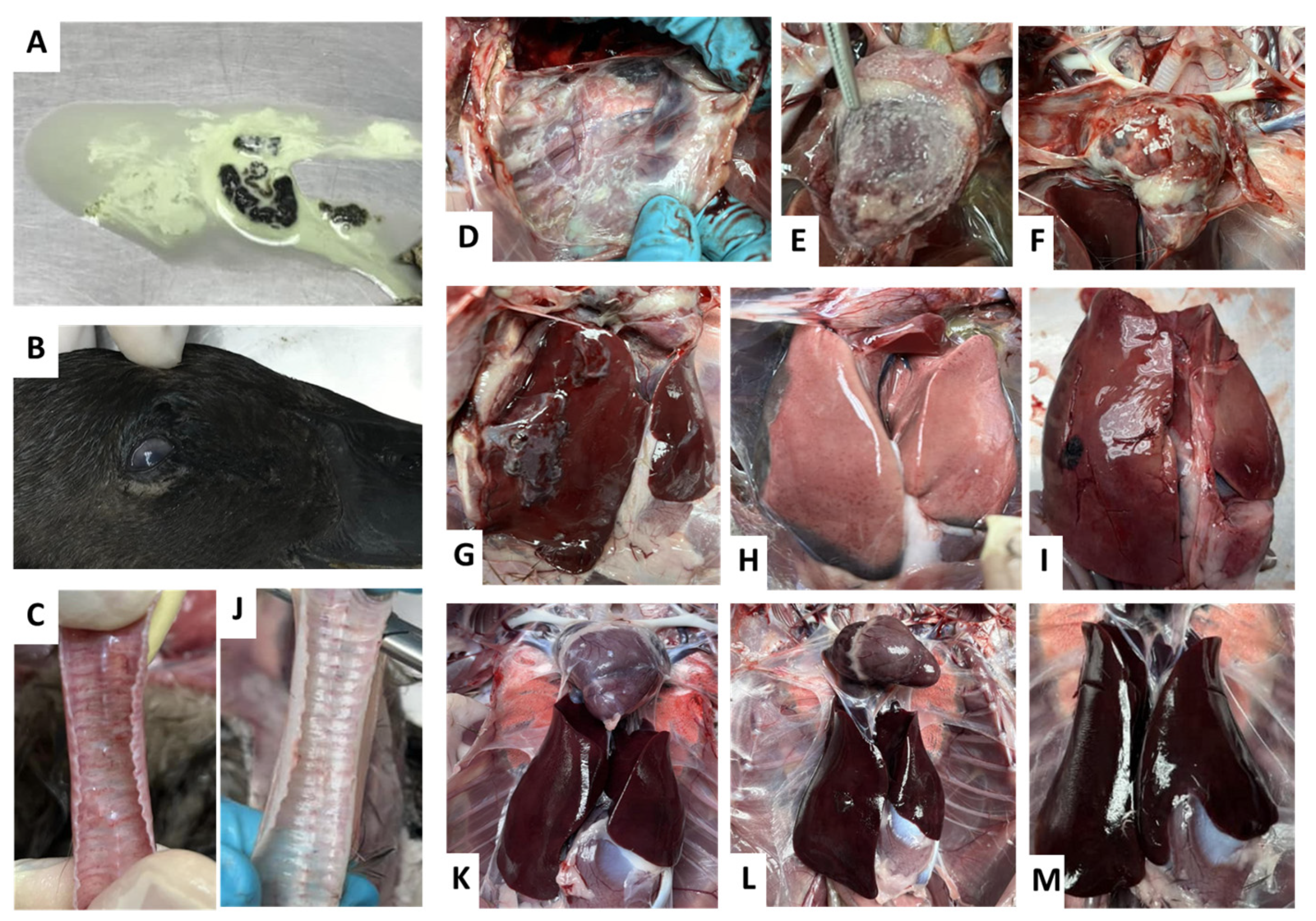Vaccines 11 01498 g006