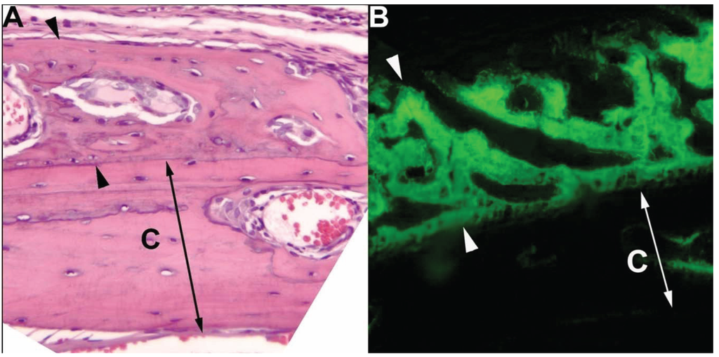 Vetsci 01 00016 g002 1024