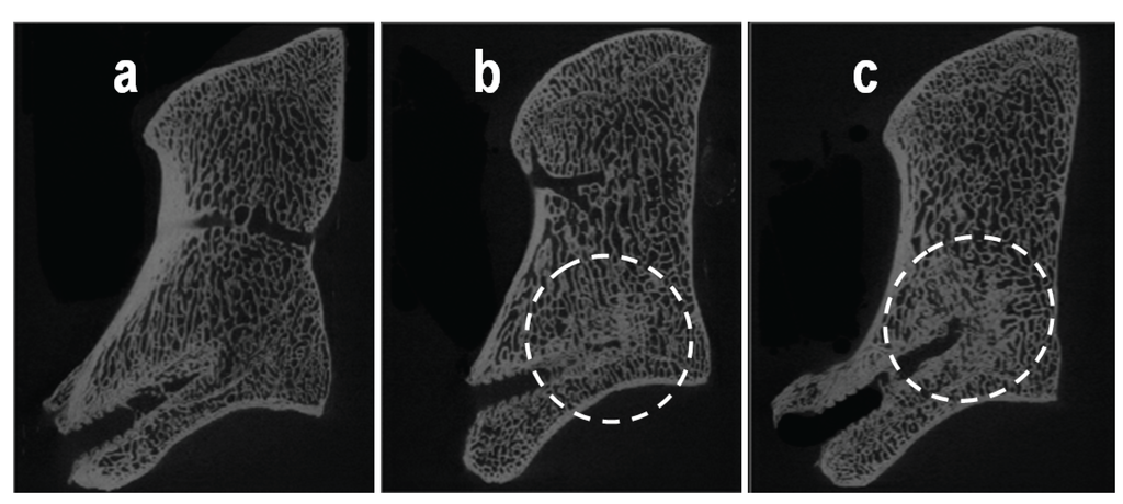 Vetsci 01 00096 g008 1024