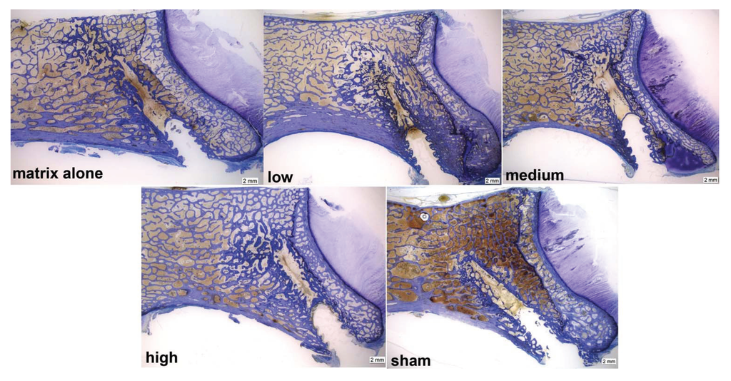Vetsci 01 00096 g010 1024