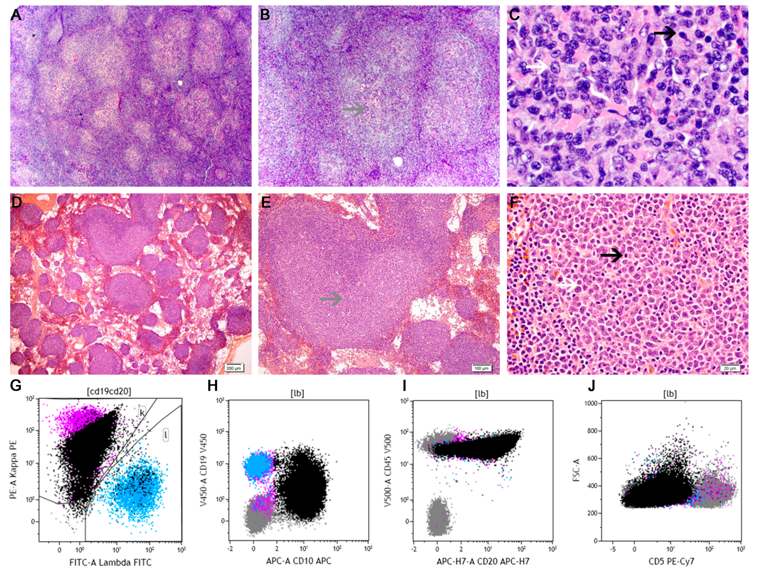 canine lymphoma