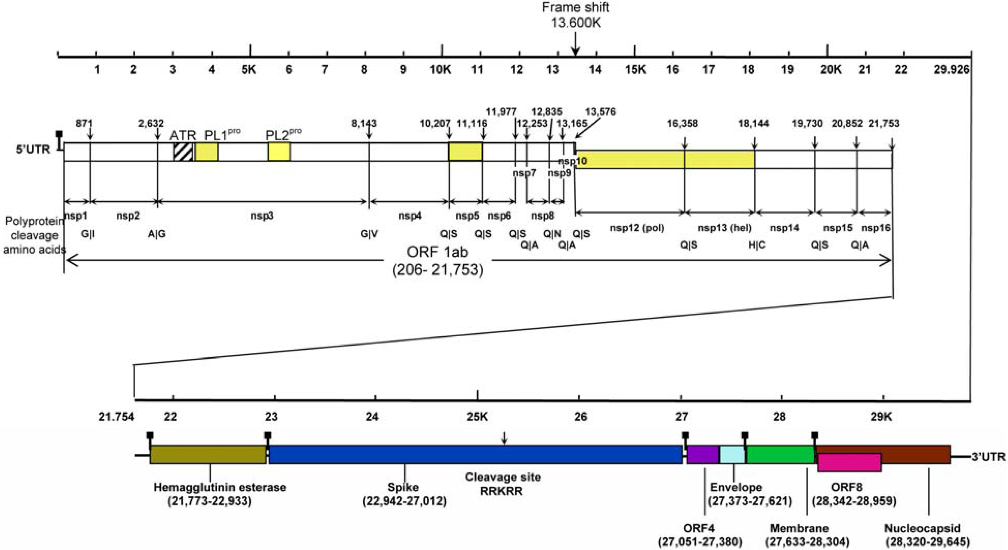 Viruses | Free Full-Text | More and More Coronaviruses: Human Coronavirus HKU13248 x 1771