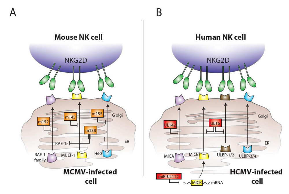 Viruses Free FullText The Natural Selection of Herpesviruses and