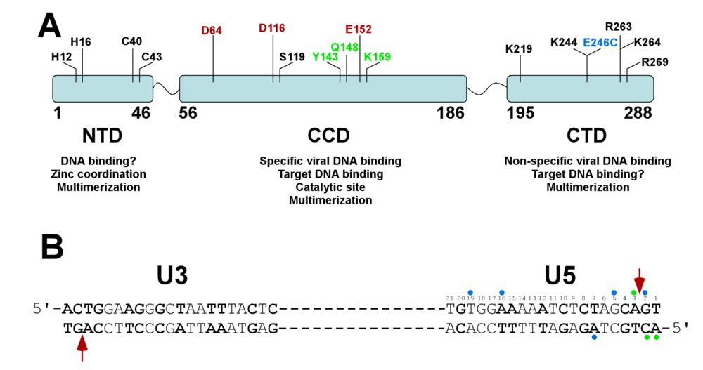 dna footprinting