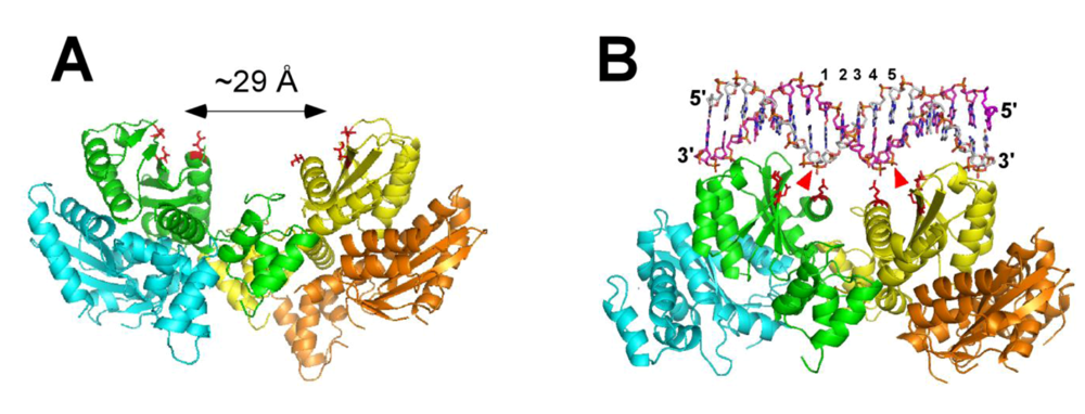 Viruses 01 00713 g003