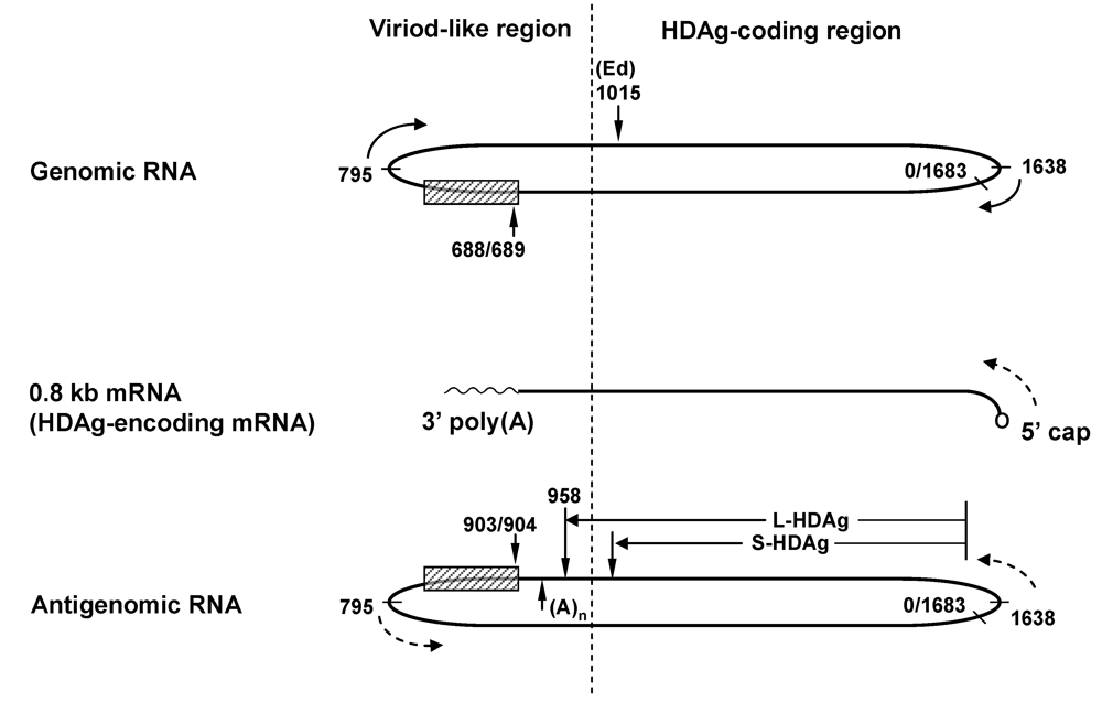 Viruses 01 00818 g001
