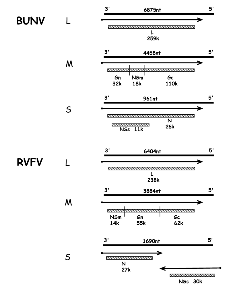 Viruses 01 01003 g001