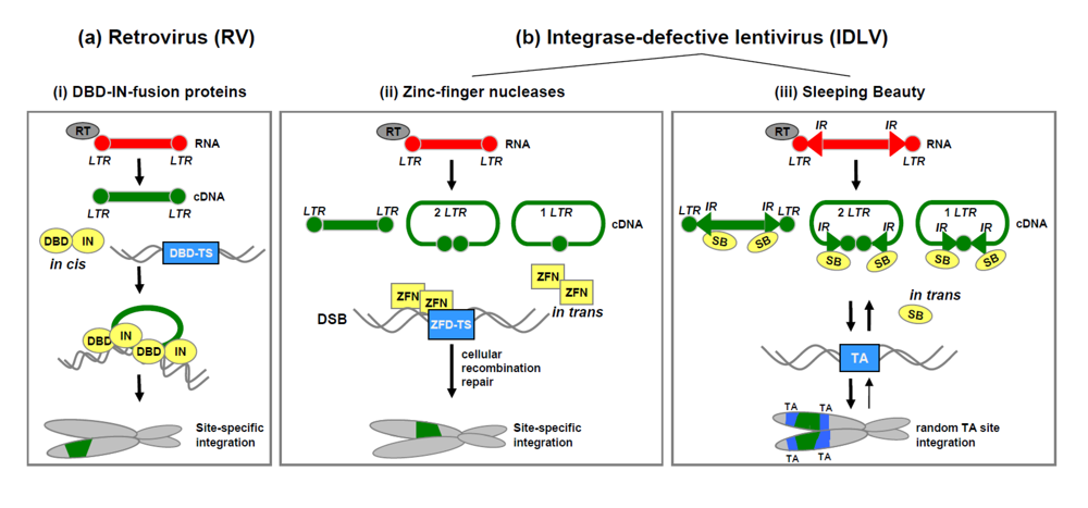 zinc finger nucleases for somatic gene therapy zinc finger nucleases for somatic gene therapy