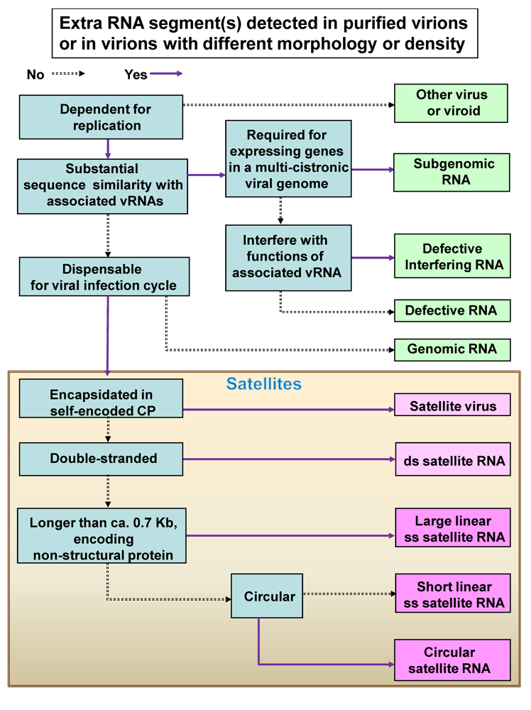 classification of plant viruses pdf