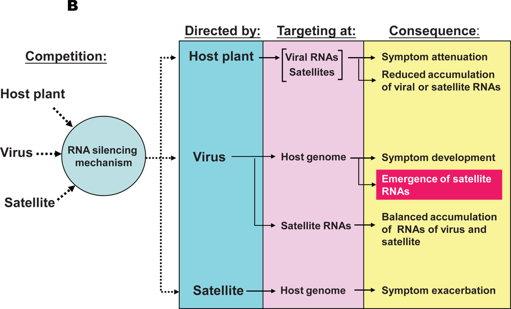 Viruses Free FullText Satellite RNAs and Satellite Viruses of Plants