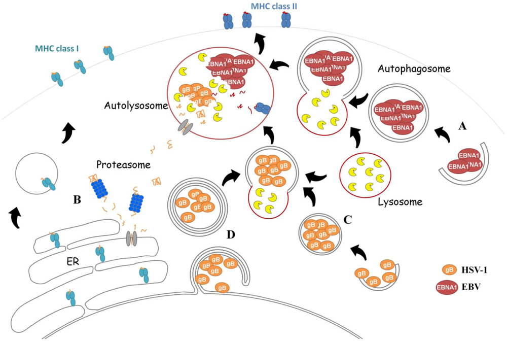 Viruses Special Issue Antiviral Responses to Herpes Viruses