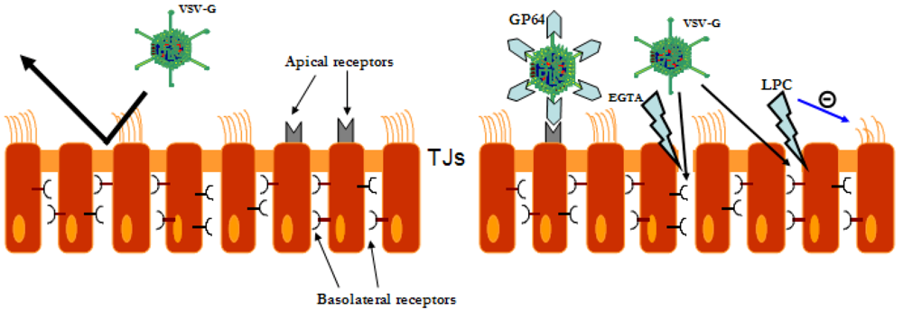 Gene therapy essay