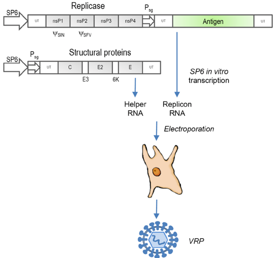Viruses 02 00413 g001