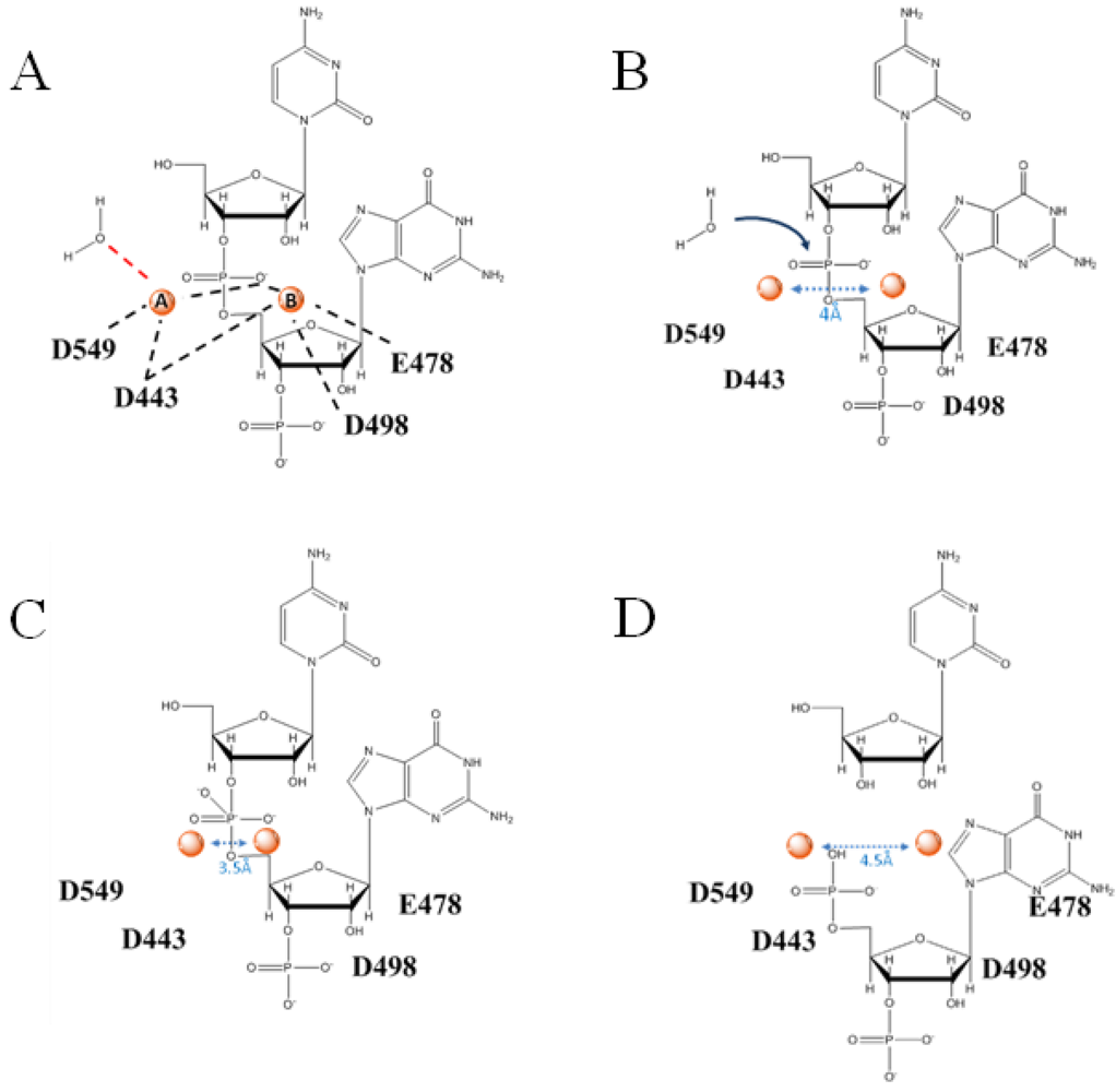 Ribonuclease h; Endoribonuclease H; RNase H; Ribonuclease H, Calf Thymus