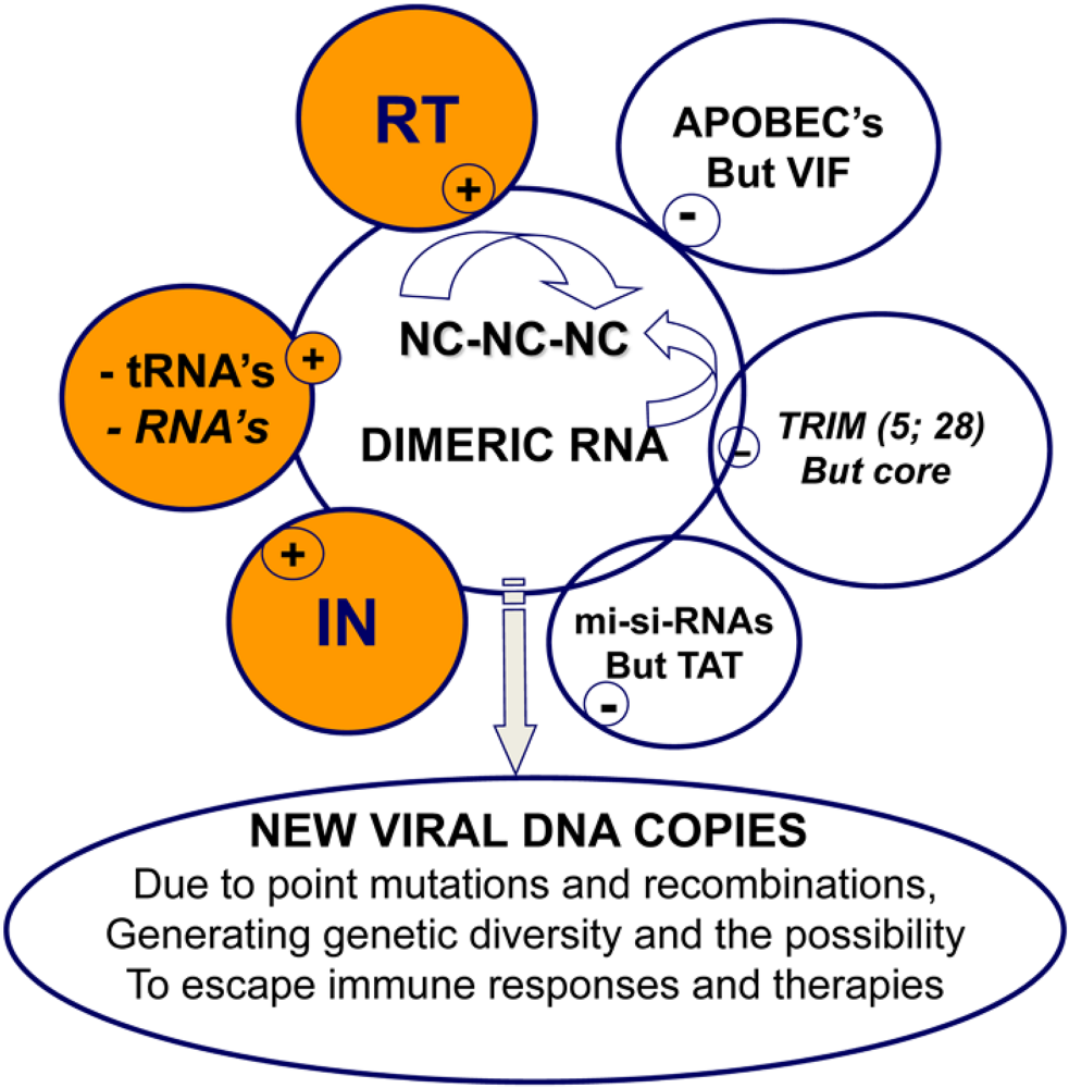 Viruses 02 00939 g004