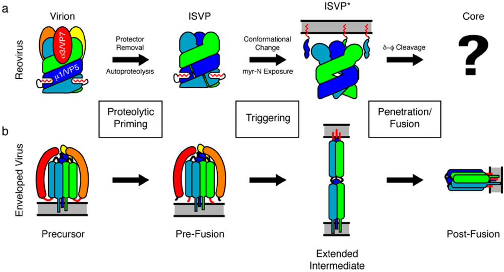 Viruses 02 01340 g001