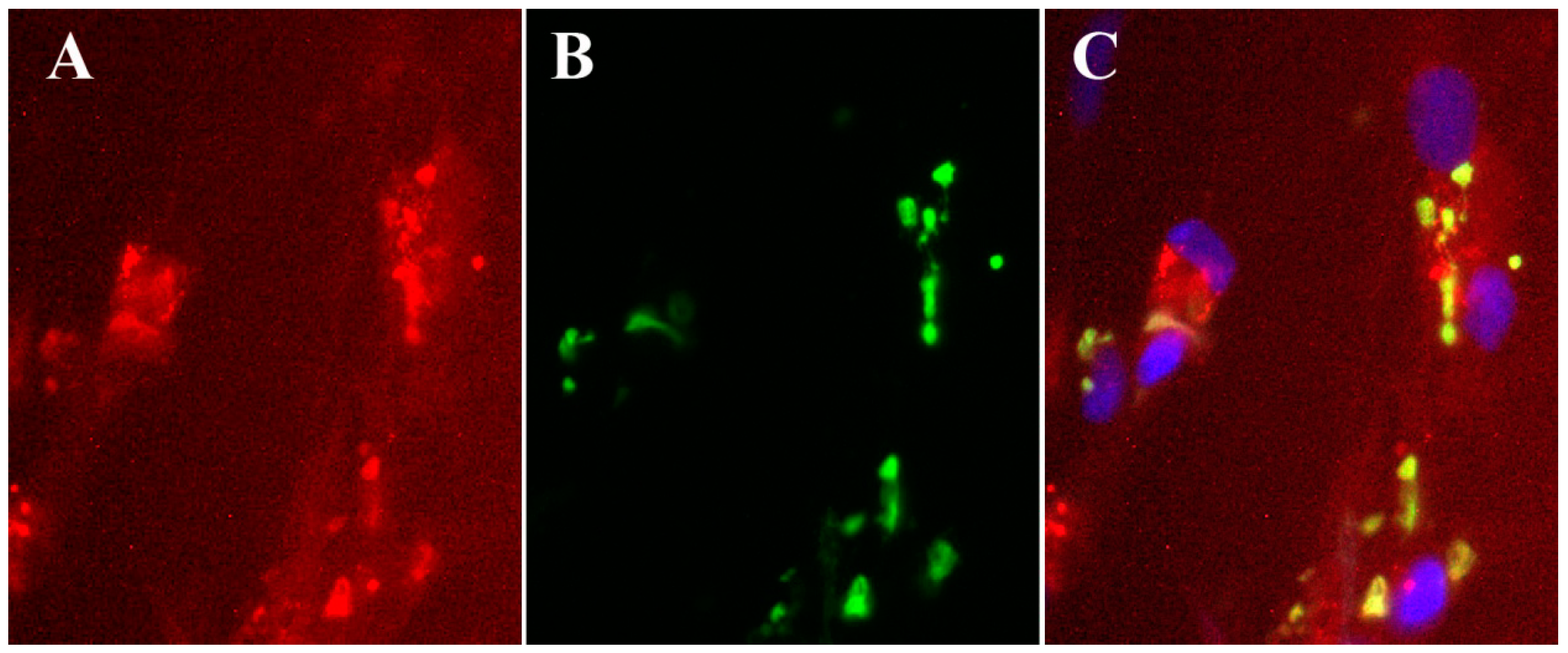 Viruses 02 01968 g003 Viruses 02 01968 g003