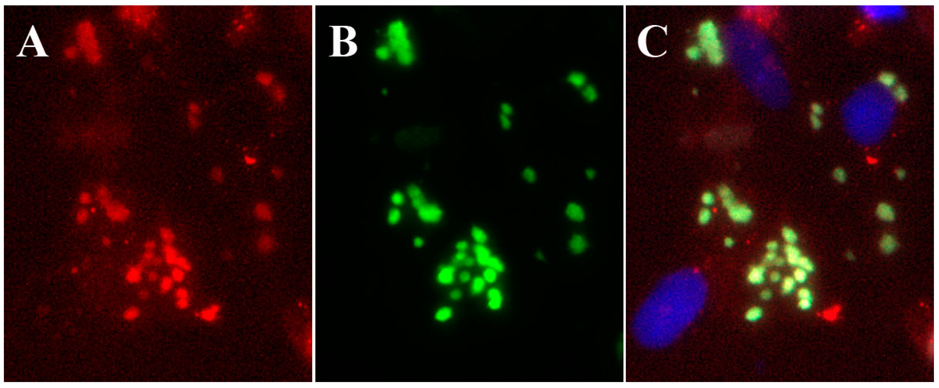 Viruses 02 01968 g004 Viruses 02 01968 g004